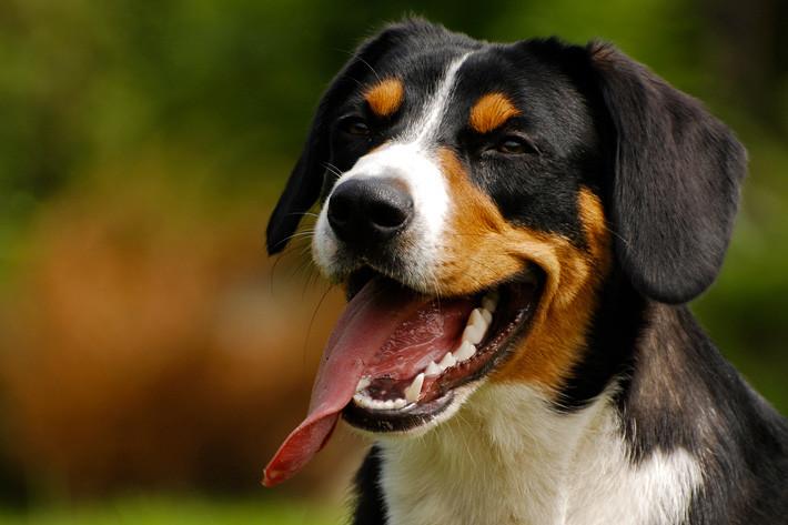 Videregående hundekurs