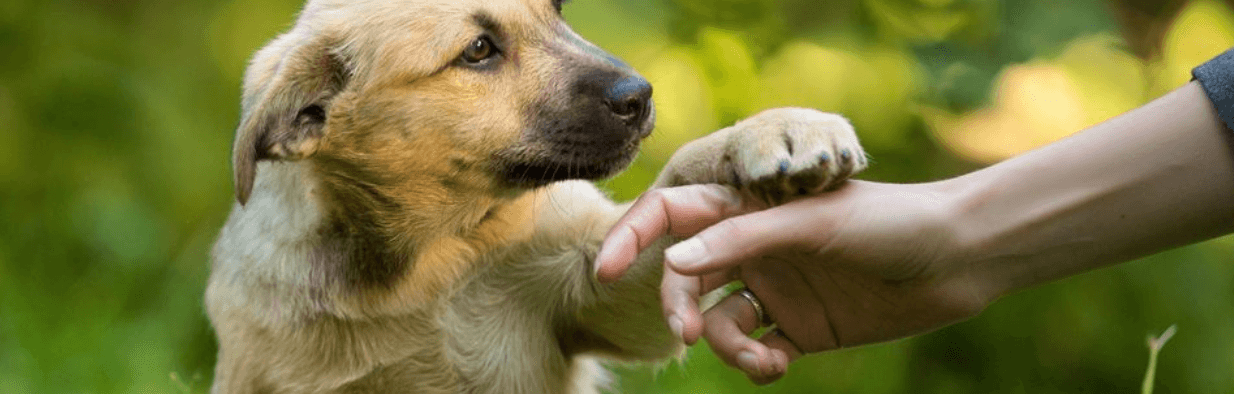 Hundekurs på ditt hjemsted